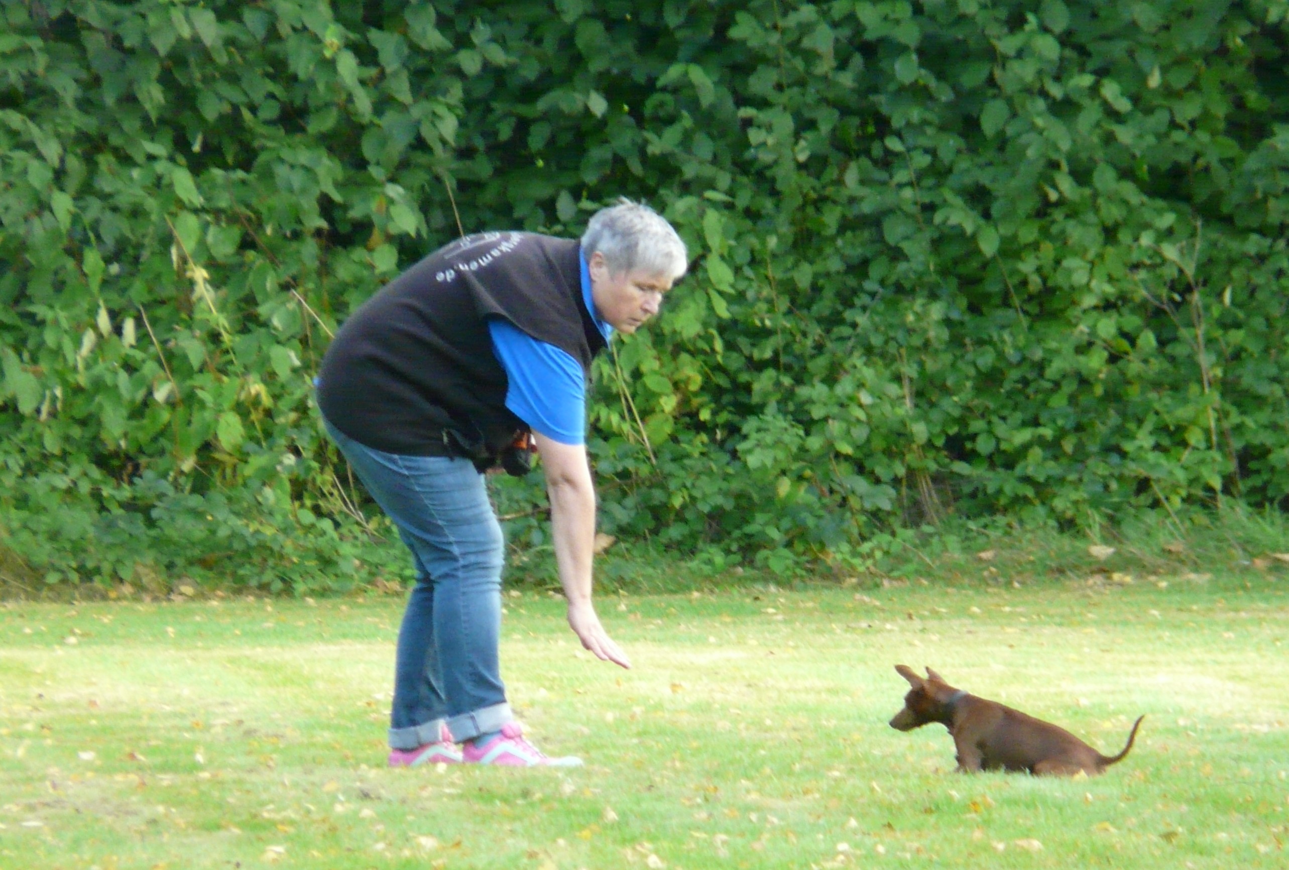 Grundsätze des Hundetrainings