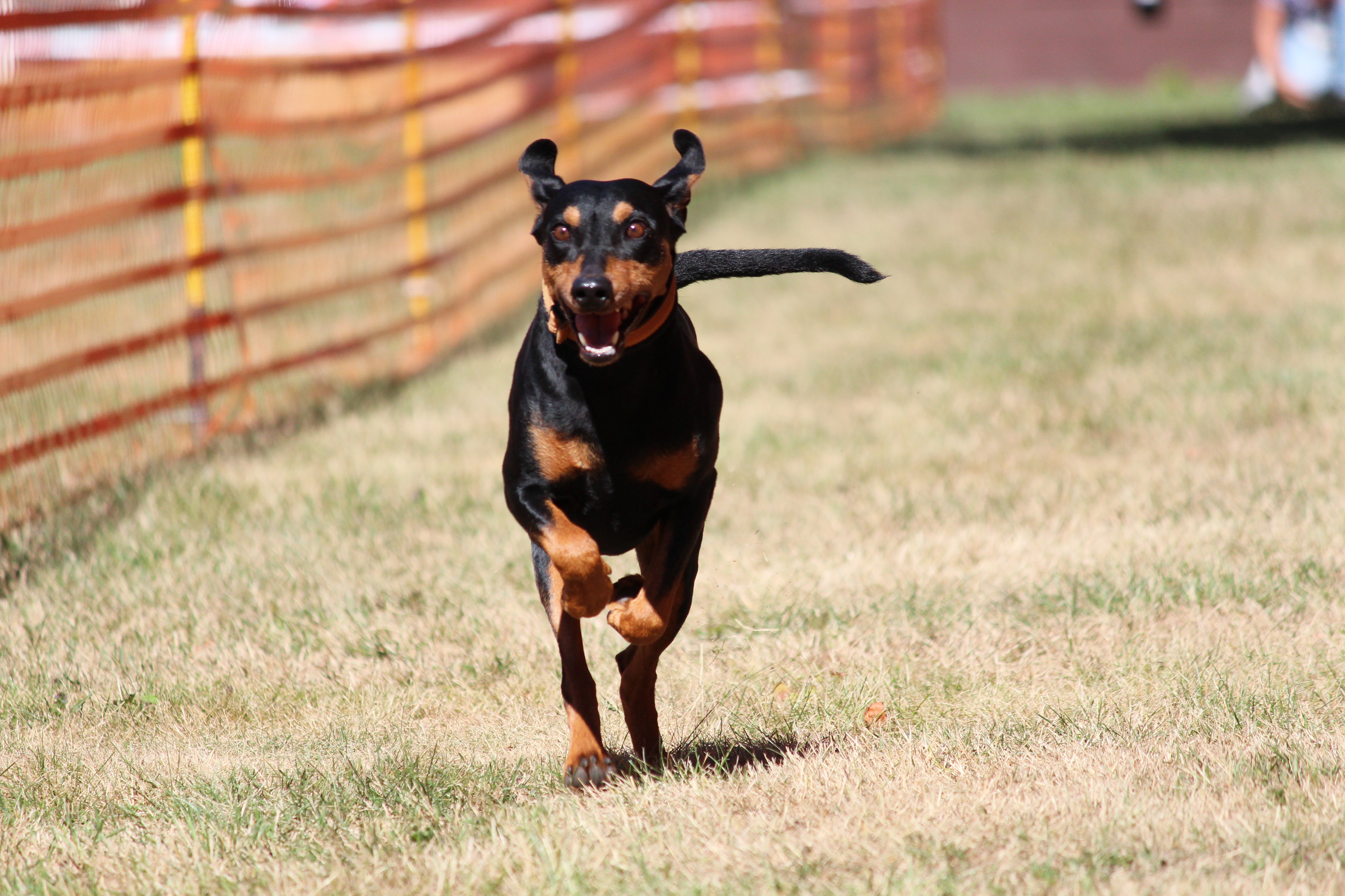 Unser Hunderennen ist ein jährlich stattfindendes Event