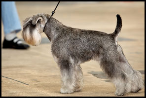 Z schnauzer pfs