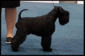 Z schnauzersw