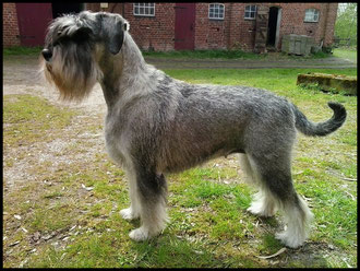 schnauzer pfs