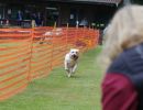 hunderennen 01 06 25