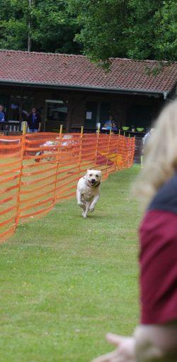 hunderennen 01 06 25