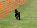 hunderennen 01 06 25