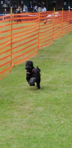 hunderennen 01 06 25