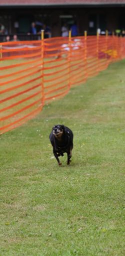 hunderennen 01 25