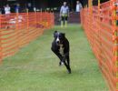 hunderennen 01 06 25