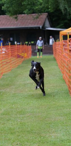 hunderennen 01 06 25