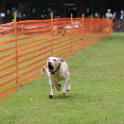 hunderennen 01 06 25