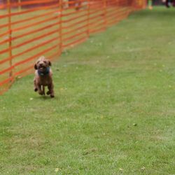 hunderennen 01 06 25