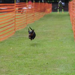 hunderennen 01 06 25