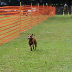 hunderennen 01 06 25