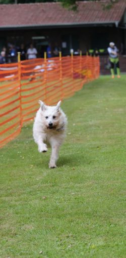 hunderennen 01 06 25