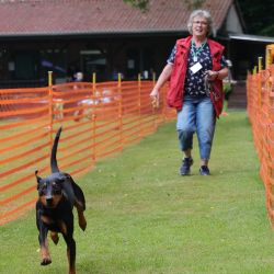 hunderennen 01 06 25