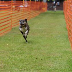 hunderennen 01 06 25