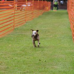 hunderennen 01 06 25