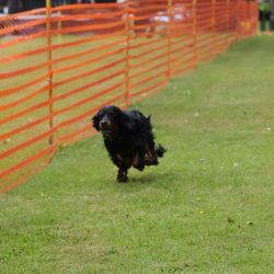 hunderennen 01 06 25