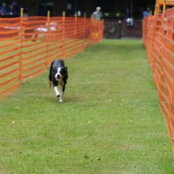 hunderennen 01 06 25