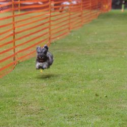 hunderennen 01 06 25