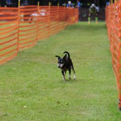 hunderennen 01 06 25