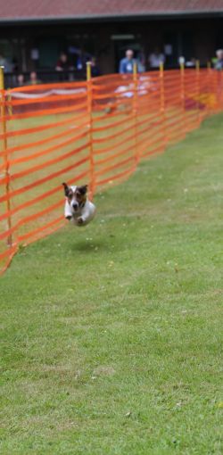 hunderennen 01 06 25