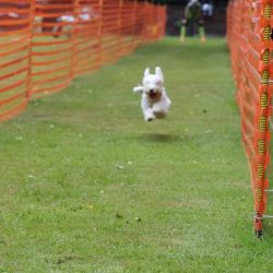 hunderennen 01 06 25