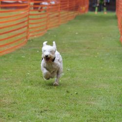 hunderennen 01 06 25