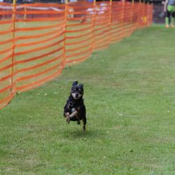 hunderennen 01 06 25