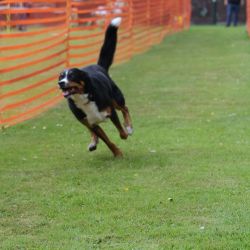 hunderennen 01 06 25