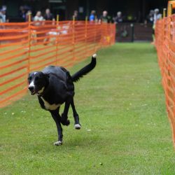 hunderennen 01 06 25