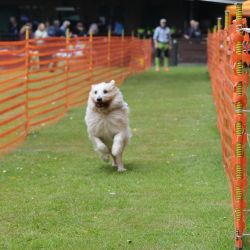 hunderennen 01 06 25