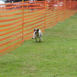 hunderennen 01 06 25