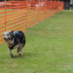 hunderennen 01 06 25