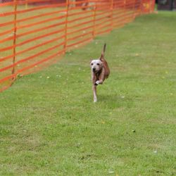 hunderennen 01 06 25