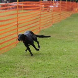 hunderennen 01 06 25