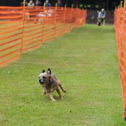 hunderennen 01 06 25