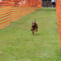 hunderennen 01 06 25