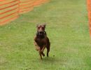 hunderennen 01 06 25