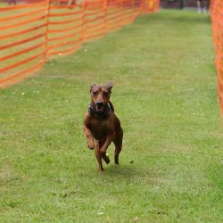 hunderennen 01 06 25