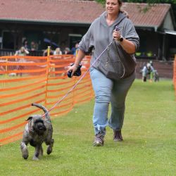 hunderennen 01 06 25