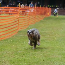 hunderennen 01 06 25