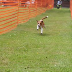 hunderennen 01 06 25