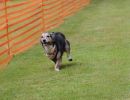 hunderennen 01 06 25