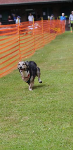 hunderennen 01 06 25