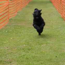 hunderennen 01 06 25