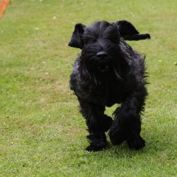 hunderennen 01 06 25