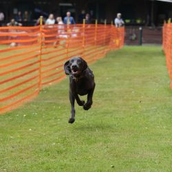 hunderennen 01 06 25