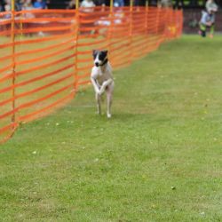 hunderennen 01 06 25