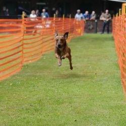 hunderennen 01 06 25