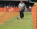 hunderennen 01 06 25